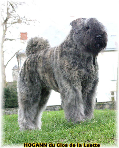 HOGANN © Elevage de bouviers des flandres du Clos de la Luette specialisé pour le bouvier des flandres Copyrigth depose